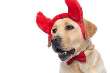 cute labrador retriever dog wearing devil horns