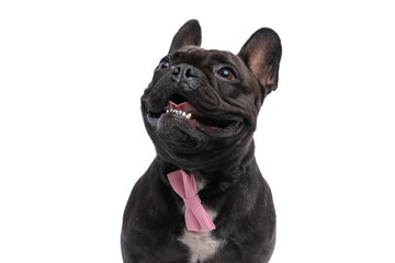 happy french bulldog dog sticking out his tongue