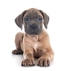 puppy cane corso