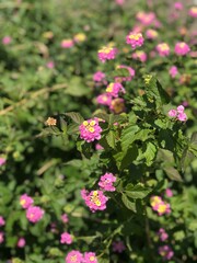 黄色とピンクの花