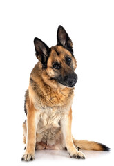german shepherd in studio