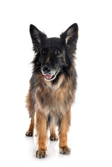 german shepherd in studio