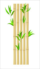 Fototapeta na wymiar Bamboo with green leaves on a white background