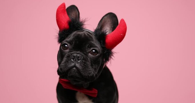 cute little French bulldog devil dog wearing red bowtie, licking nose and looking up on pink background in studio