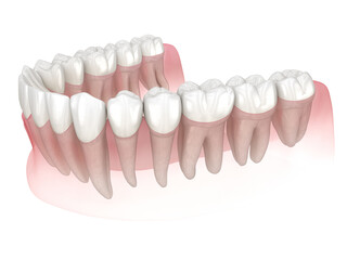 Morphology of human teeth. Medically accurate tooth 3D illustration