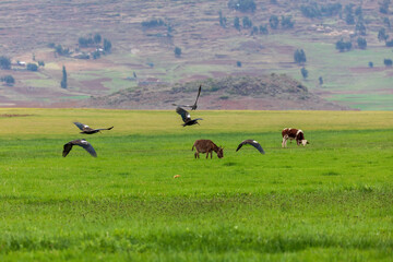 endemic bird Wattled Ibis flying over agricultural field, in background donkey and cow. Bostrychia carunculata in Debre Marcos highland, Ethiopia wildlife, Africa