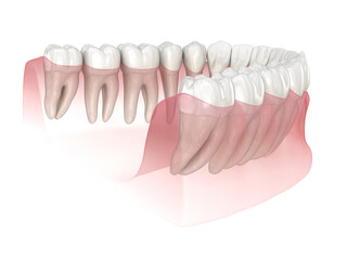 Morphology of human teeth. Medically accurate tooth 3D illustration