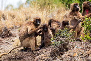 Family of ethiopian endemic animal monkey Gelada baboon in social grooming. Theropithecus gelada, Debre Libanos, Simien Mountains, Africa Ethiopia wildlife