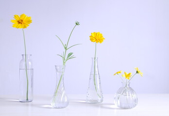 Four yellow garden cosmos and flower buds in a glass vases arranged in a row, white background, still life
