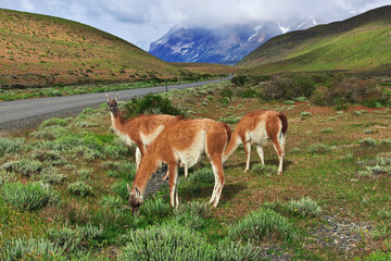 Fototapeta na wymiar Lama in Torres del Paine National Park, Patagonia, Chile