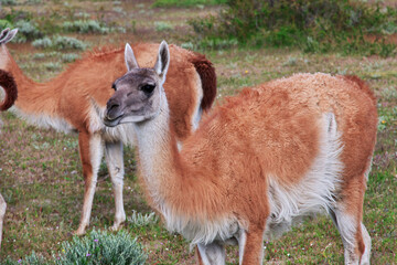 Lama in Torres del Paine National Park, Patagonia, Chile