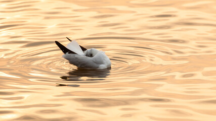 A seagull sleeping in a sea.