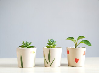 Three green potted plants on the table on white background, interior ornamental succulent, home gardening