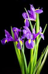 spring flowers purple iris on a black background