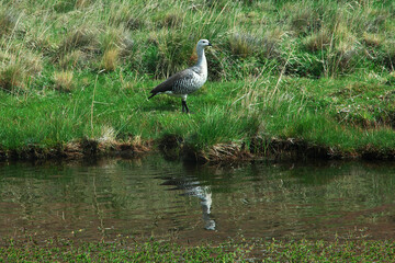 Bird in Torres del Paine National Park, Patagonia, Chile