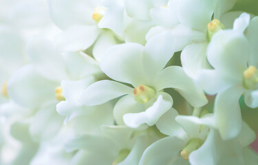 white flowers,white orchid flower with free space for text,orchids flowers closeup on gradient background