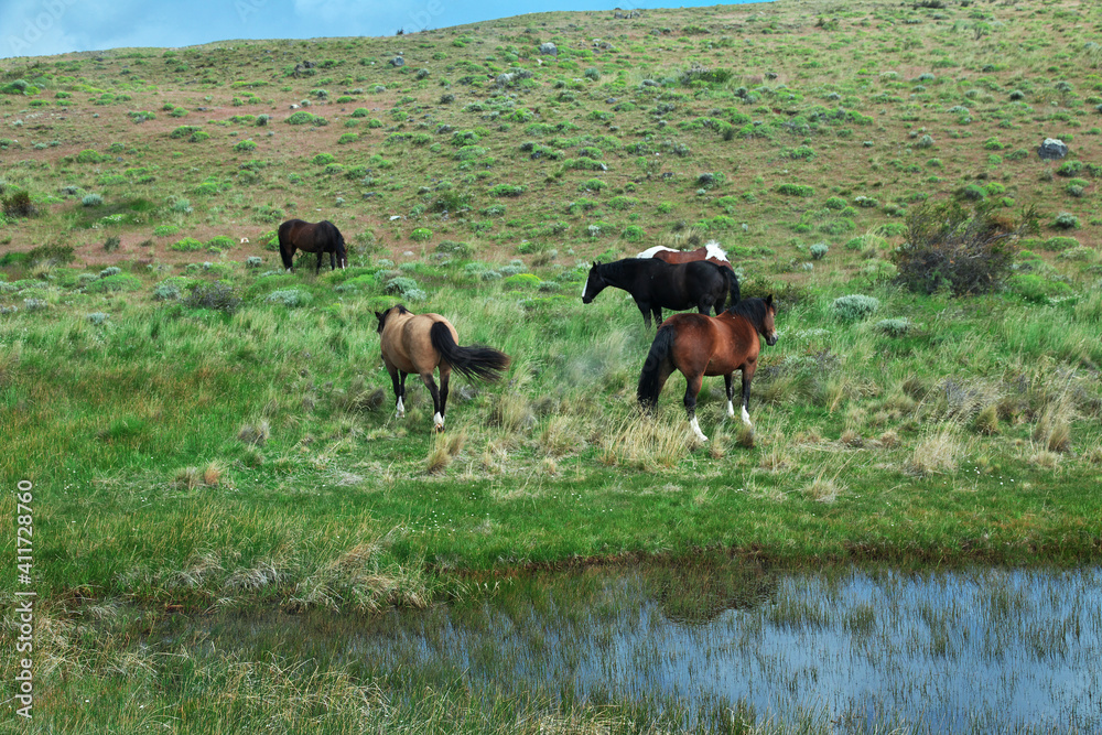 Poster Horses in Torres del Paine National Park, Patagonia, Chile