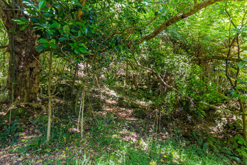 Native flora with lush foliage growing on the Coromandel Peninsula, New Zealand