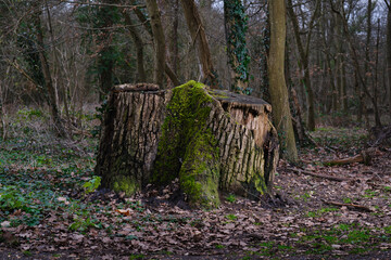 Une Souche de chêne en forêt