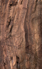 texture of bark wood use as natural background