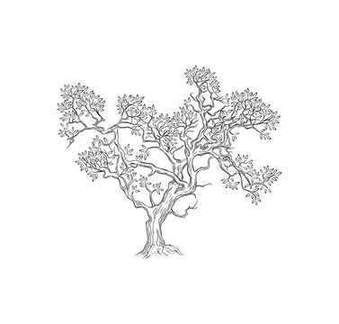 Hand drawn olive tree vector illustrations
