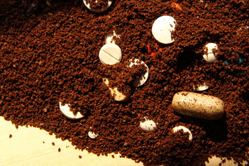 Dispose expired medicine on soil