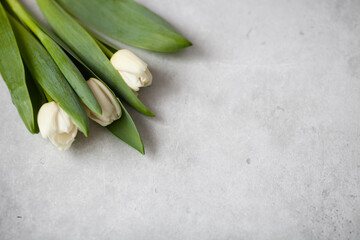 Three white tulips on a grey concrete background. Top view. Copy space. Spring holidays greeting card. Selective focus.