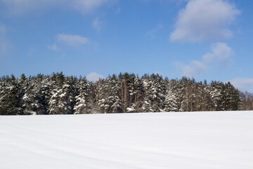 Winter Snowy Forest. Natural Background.