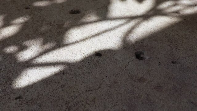 Abstract beauty and patterns in nature. Beautifully swaying shadow of Pisonia grandis also know as Lettuce tree reflected on weathered gravel concrete floor.