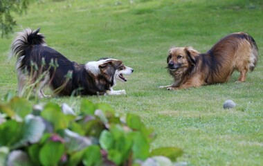 happy mixed breed dogs play in the garden