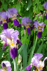 花菖蒲、気高く気品に満ちた紫色の花