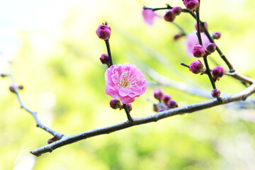 ピンク色の梅の花