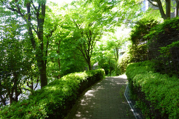 夏の太陽の木洩れ日が射す林道に連なる緑の遊歩道