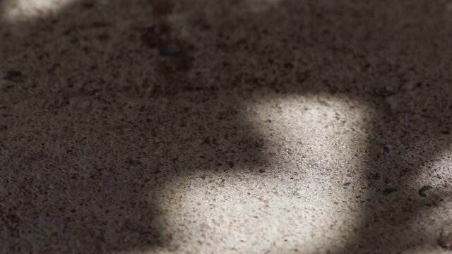 Abstract beauty in nature. Beautifully moving shadow of Pisonia grandis also know as Lettuce tree reflected on weathered gravel concrete floor close-up.