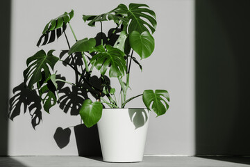 Monster flower in a large white pot against the wall, illuminated by the sun. High quality photo....