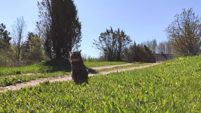 Lazy cat basking in the sun in spring day. 