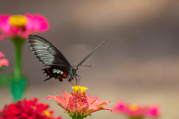Flowers daisies in summer spring meadow on background blue sky with white clouds, flying orange butterfly, wide format. Summer natural idyllic pastoral landscape, copy space.