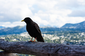 Alpendohle