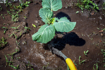 Irrigation, watering with garden watering can of cabbage seedlings in open field, plant care