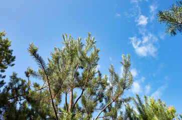 Pine trees against a blue sky with clouds on a sunny day