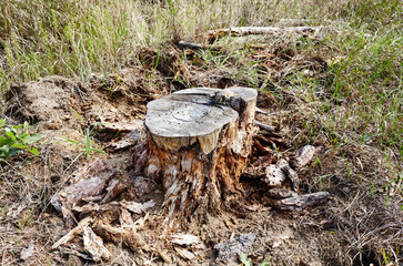 Tree stump after deforestation