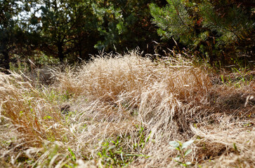 Abstract image of wavy dry grass and trees at forest