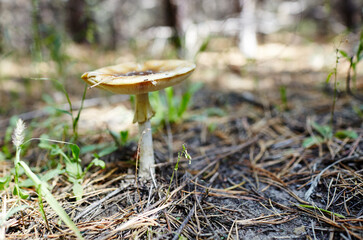 Toxic and hallucinogen mushroom Fly Agaric in needles and leaves on autumn forest background