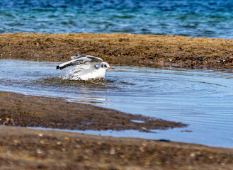 Fototapeta premium Möwe im Wasser