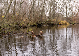 autumn landscape gray and cloudy day, river bank with bare trees and bushes, bank reflection in river water