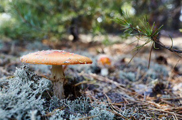 Toxic and hallucinogen mushroom Fly Agaric in needles and leaves on autumn forest background
