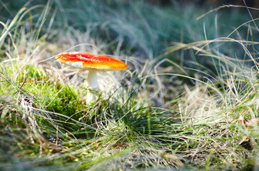 Toxic and hallucinogen mushroom Fly Agaric in grass on autumn forest background