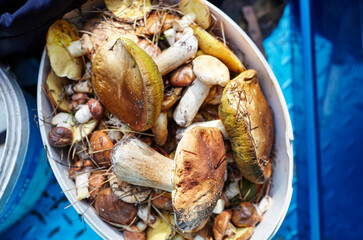 Dirty, unpeeled Boletus mushrooms in plastic bucket. Picking wild mushrooms in autumn forest