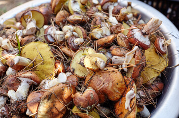 Dirty, unpeeled Suillus mushrooms in bucket. Picking wild mushrooms in autumn forest