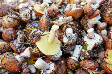 Dirty, unpeeled Suillus mushrooms in bucket. Picking wild mushrooms in autumn forest